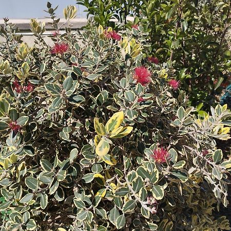 Gobbi Green Palermo Hotel Екстериор снимка
